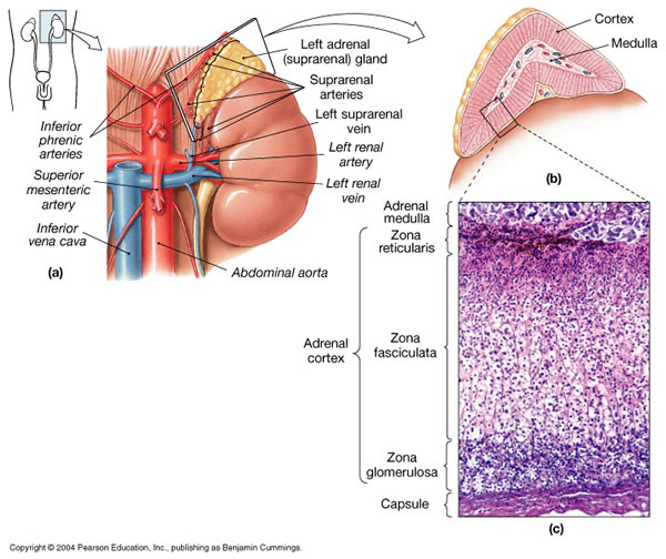 Adrenal Disorders Of Adrenal Gland